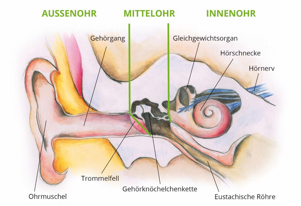 Illustration Hörorgang